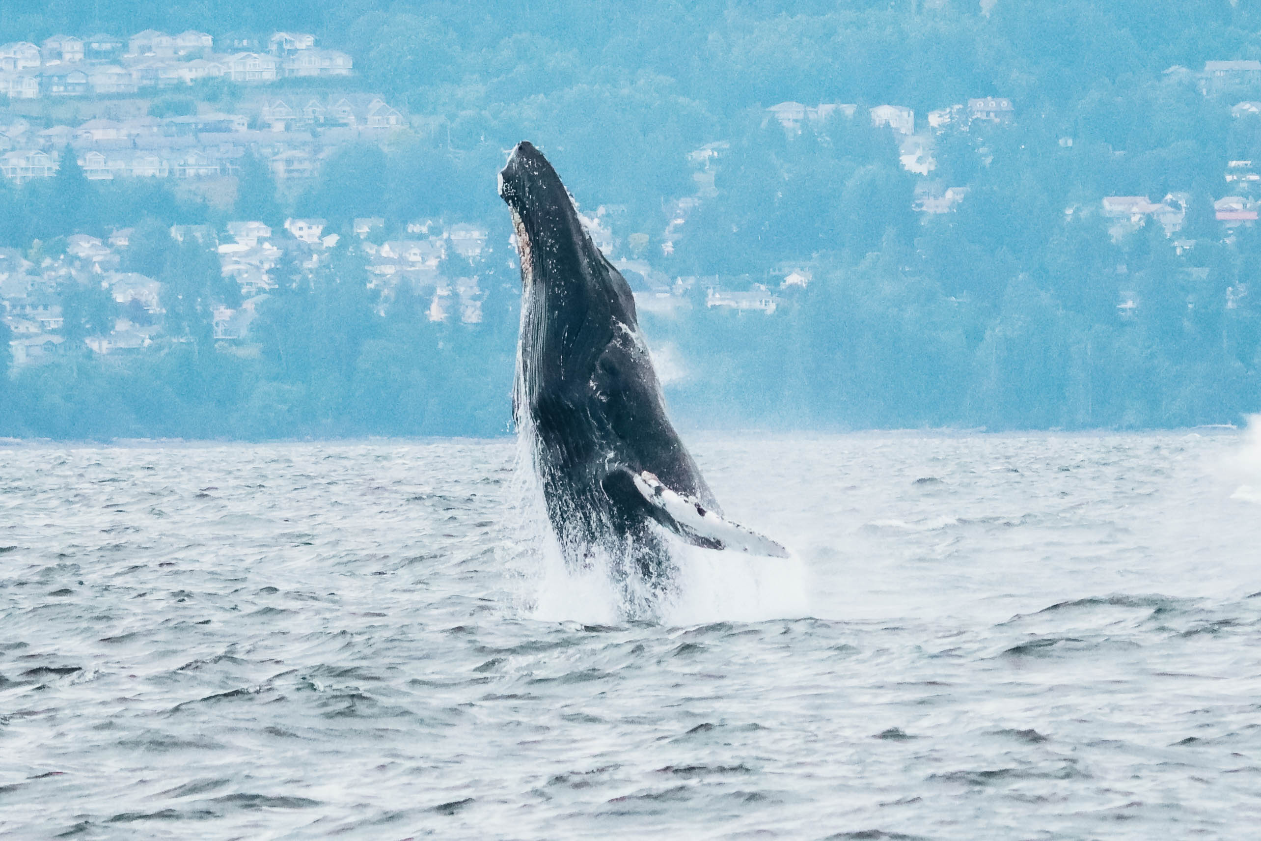 whale breaching north island kayak