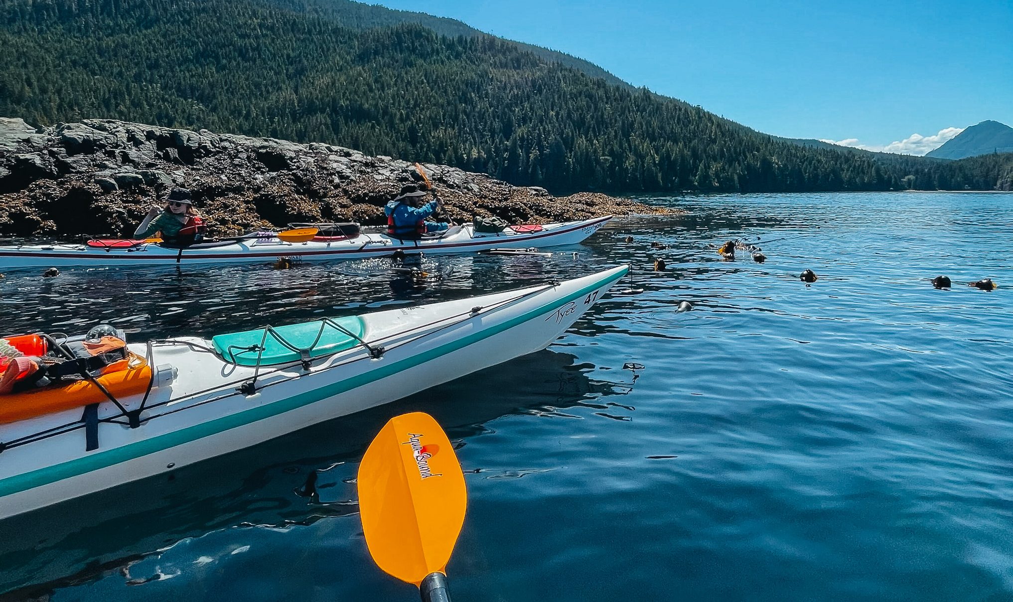 kayaking in telegraph cove