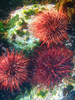 Red sea urchins, part of the spectacular sub-tidal life we see on our sea kayaking tours