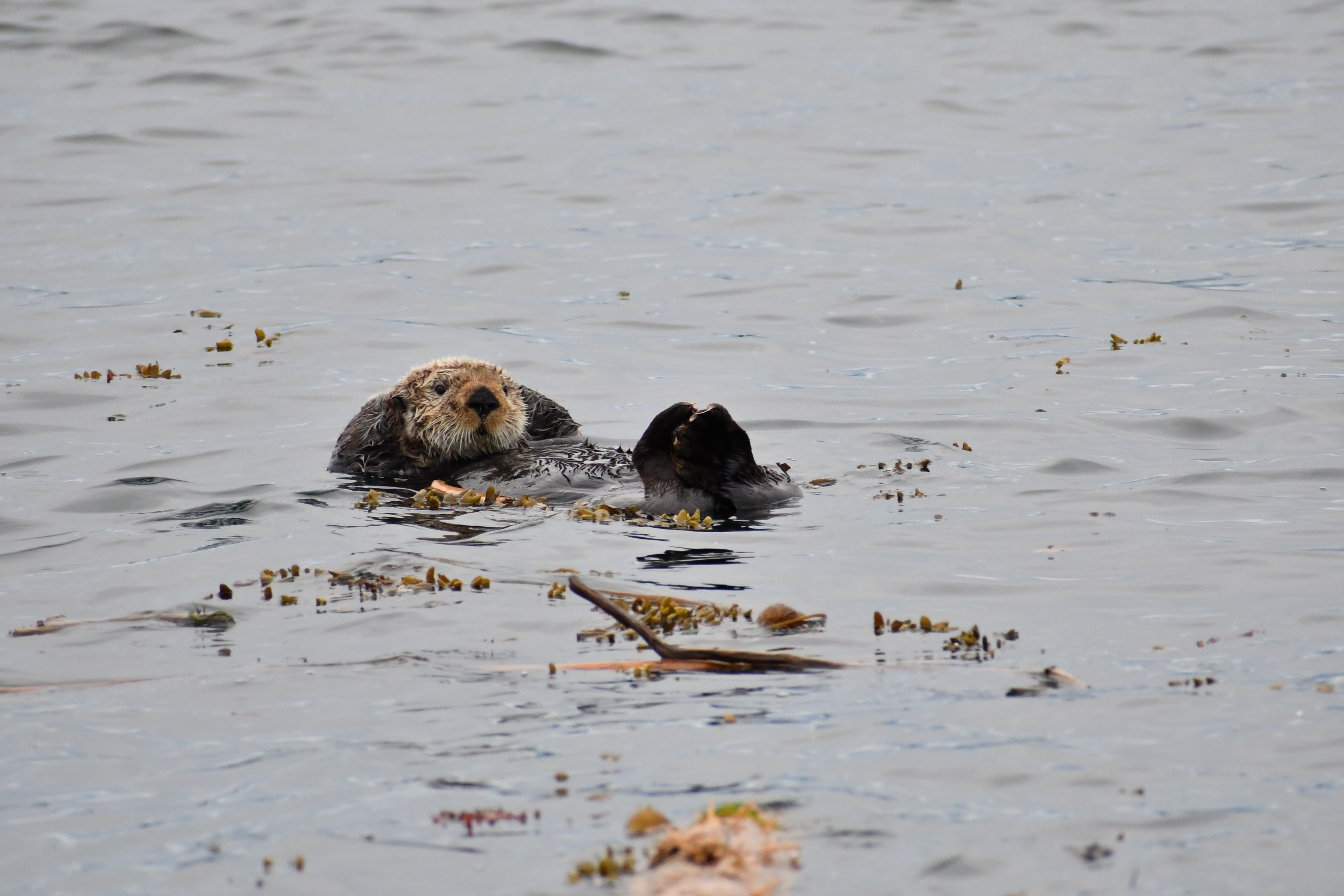 sea otter in Telegraph Cove
