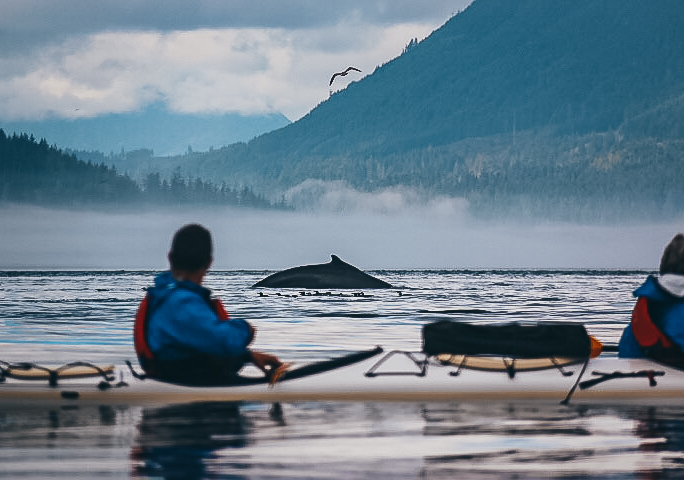 kayak with whales
