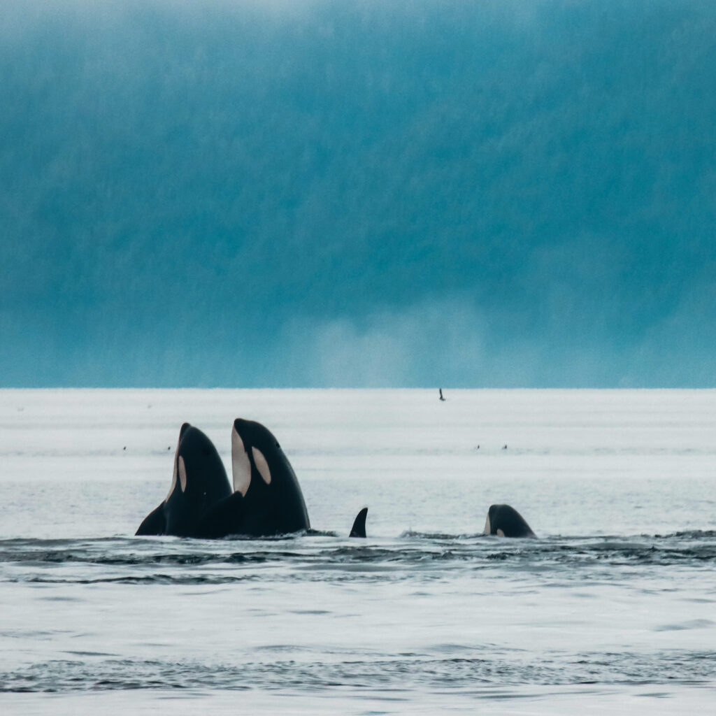 orcas in telegraph cove