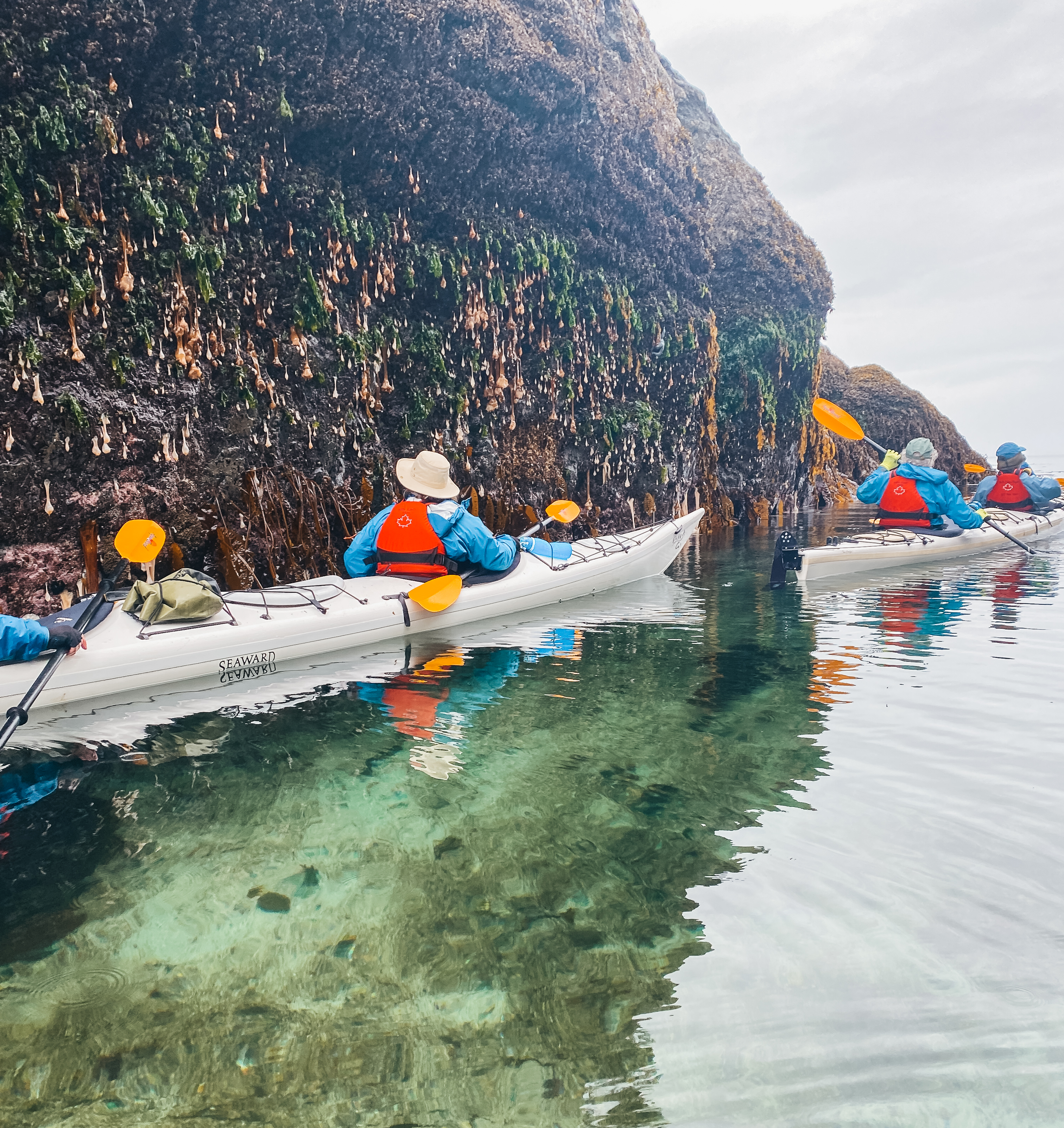 kayaking in telegraph cove with north island kayak guides