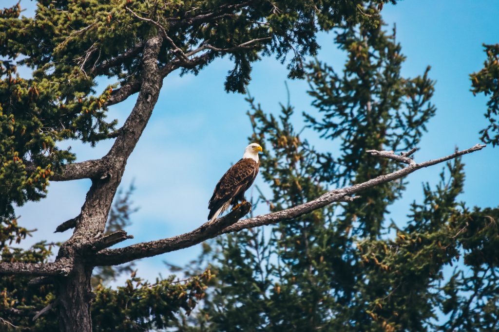 eagle in telegraph cove