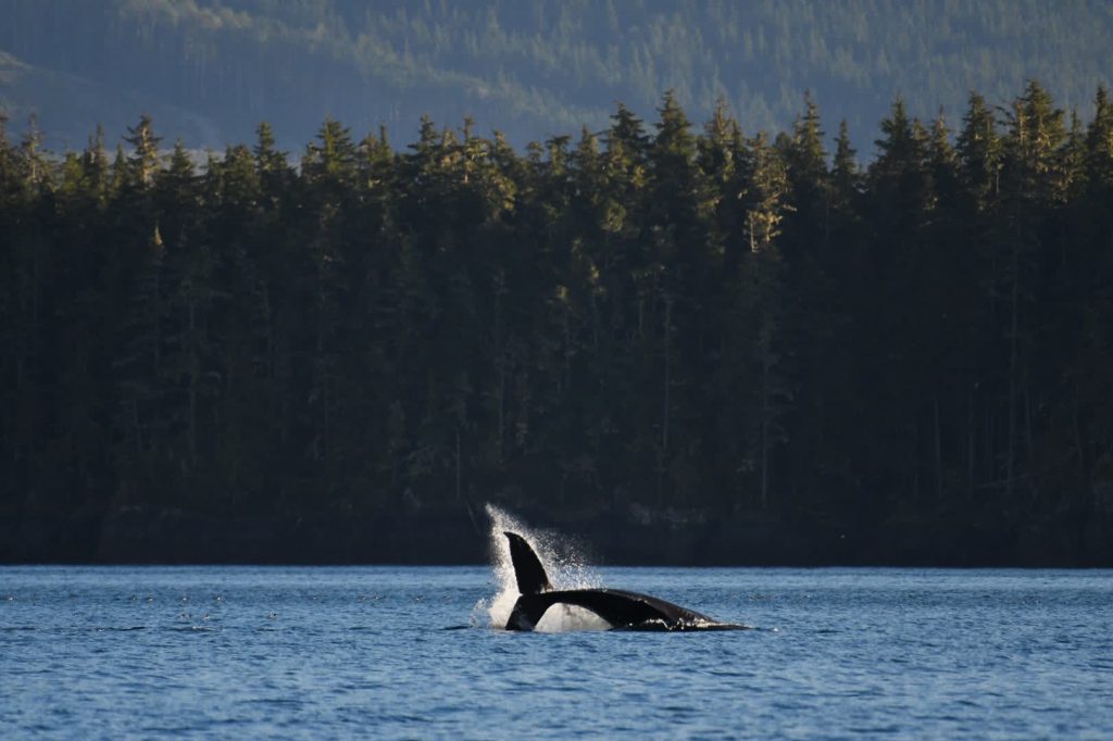 humpback whale in telegraph cove