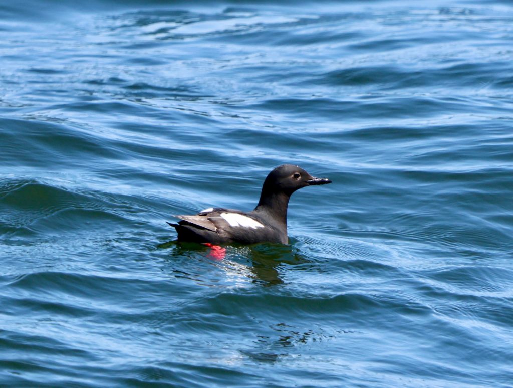 sea bird