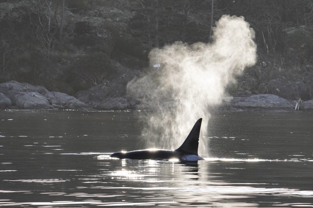 killer whale in telegraph cove