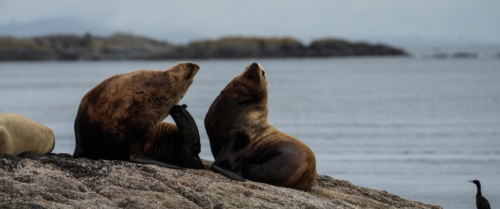 sea lions