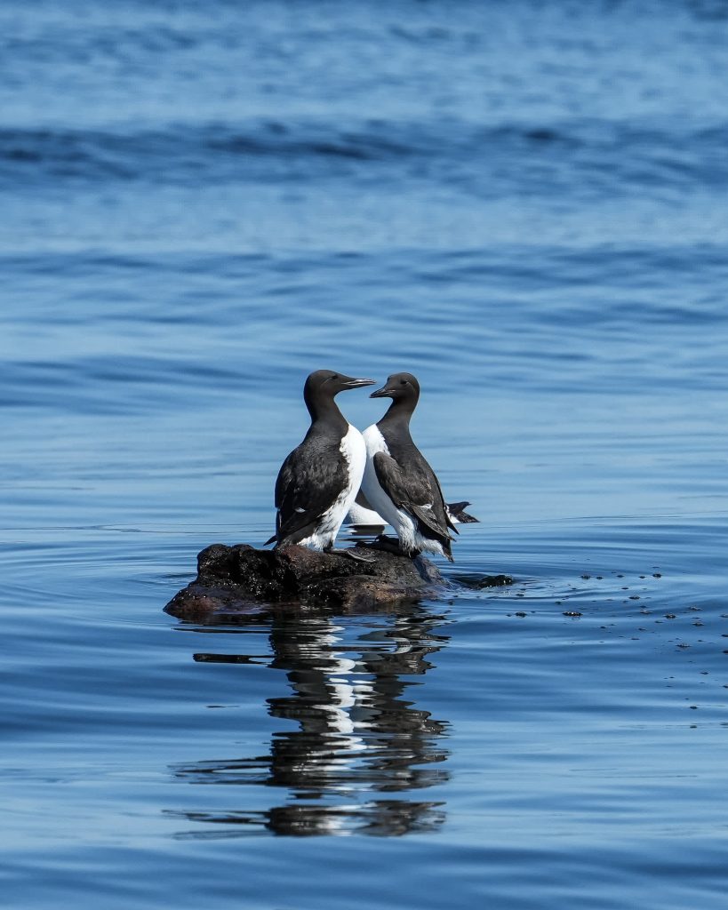 shorebirds