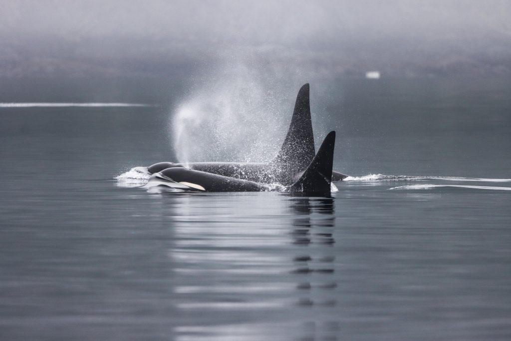 orcas in telegraph cove