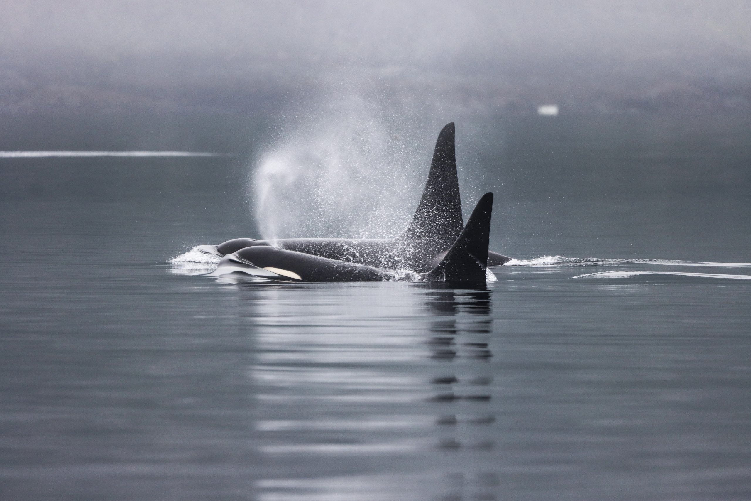 Wildlife on Vancouver Island