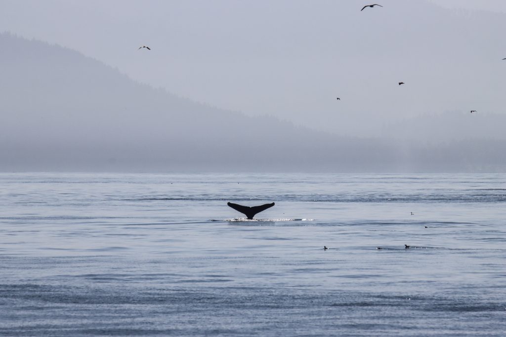 whale in telegraph cove