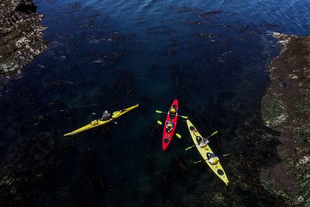 NIK - Kelp Forest