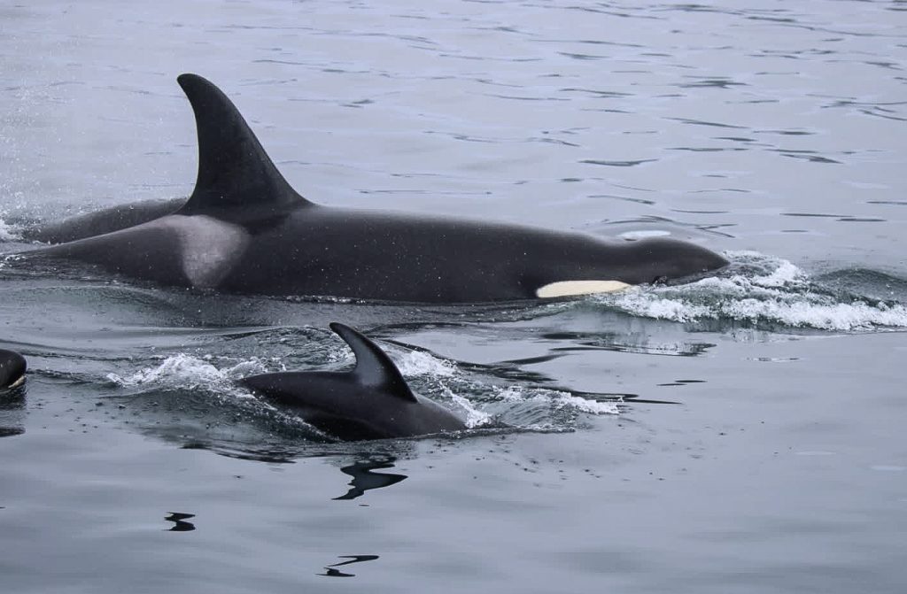 NIK - Northern Resident Killer Whales