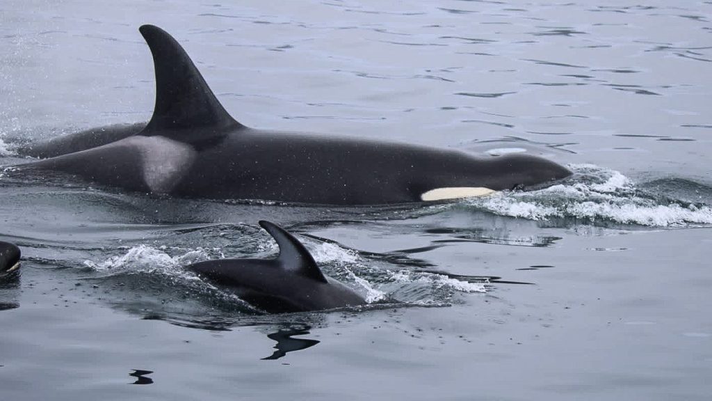 NIK - Northern Resident Killer Whales