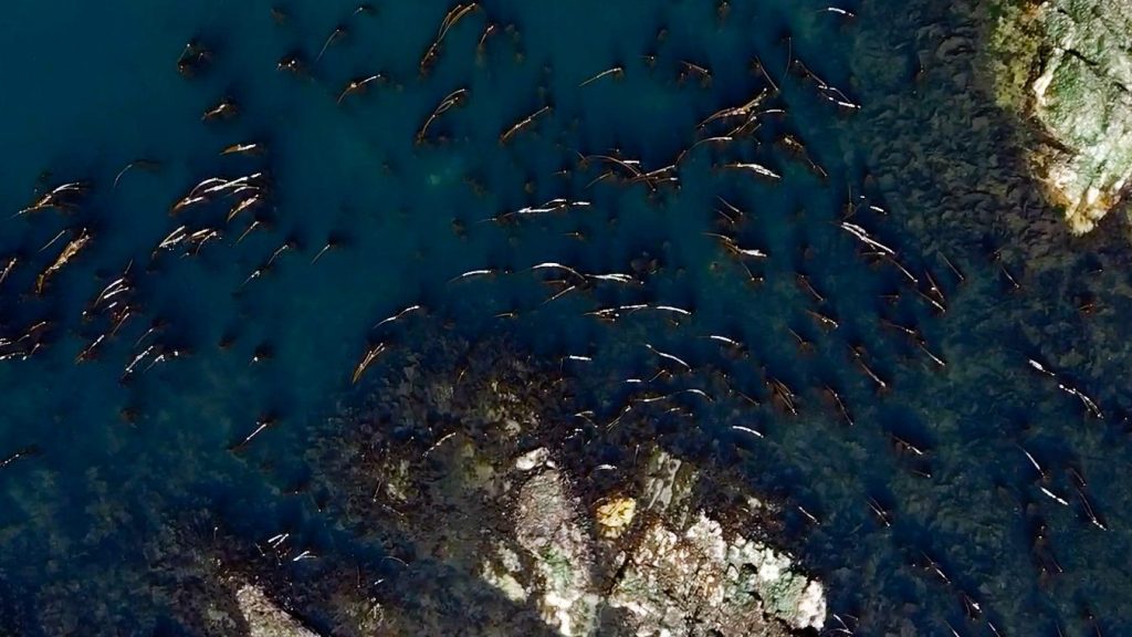 NIK - Kelp Forests