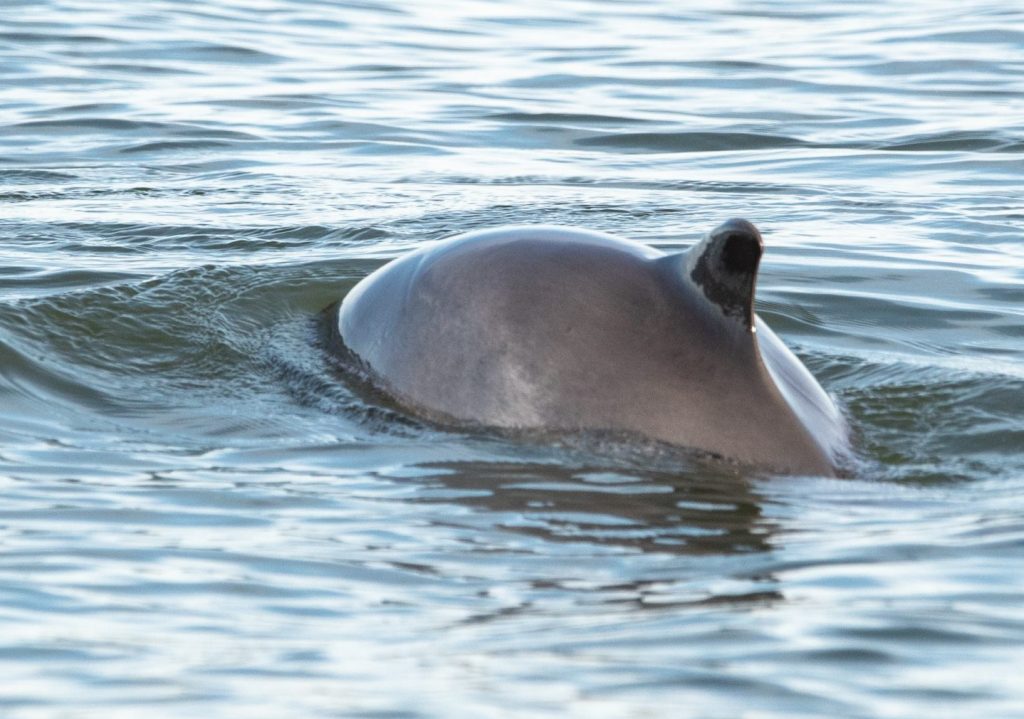 Harbour Porpoise - Porpoise