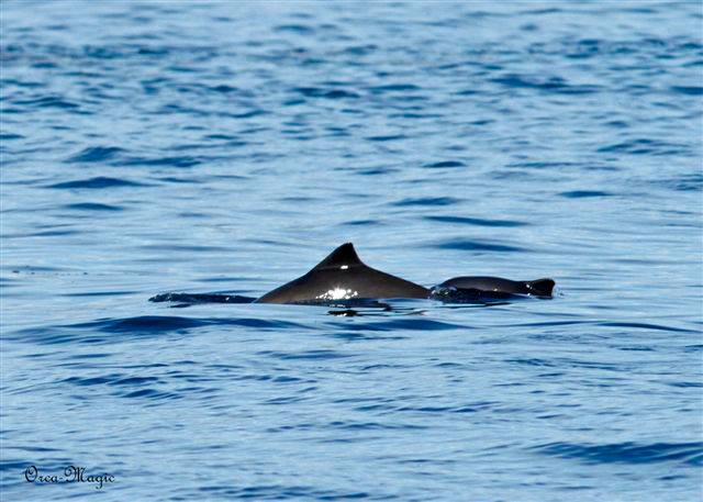 Harbour Porpoise - Porpoise