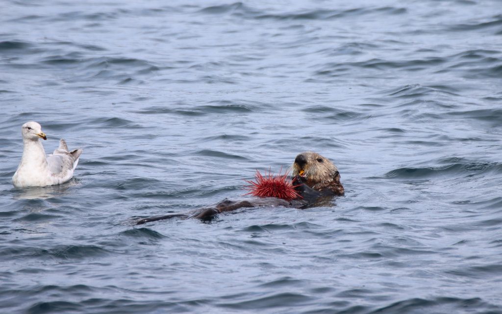 north island kayak sea otters