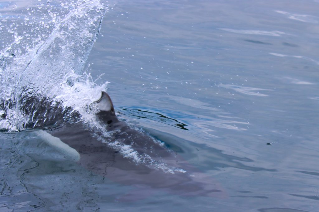 North Island Kayak - Dall's Porpoise