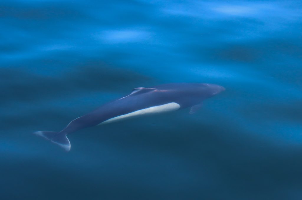 Dalls Porpoise - Porpoise