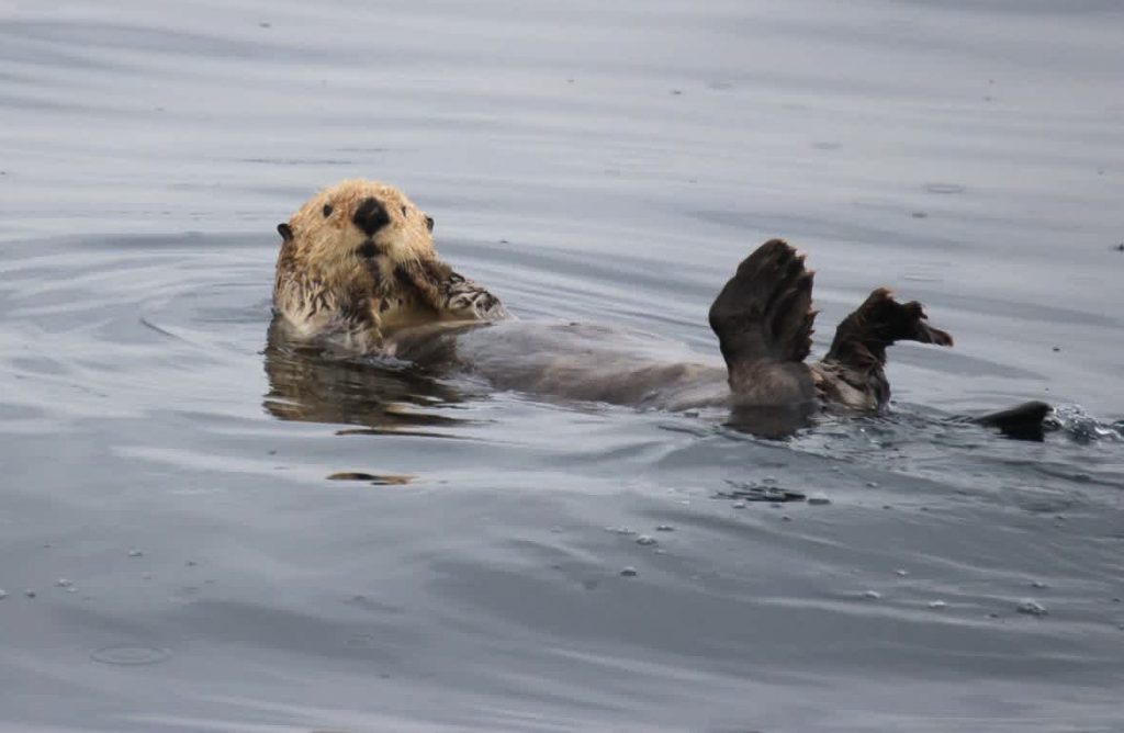 North island kayak's acute sea otter