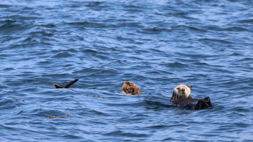 sea otters in telegraph cove