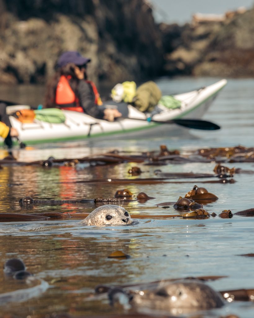 harbour seal north island kayak