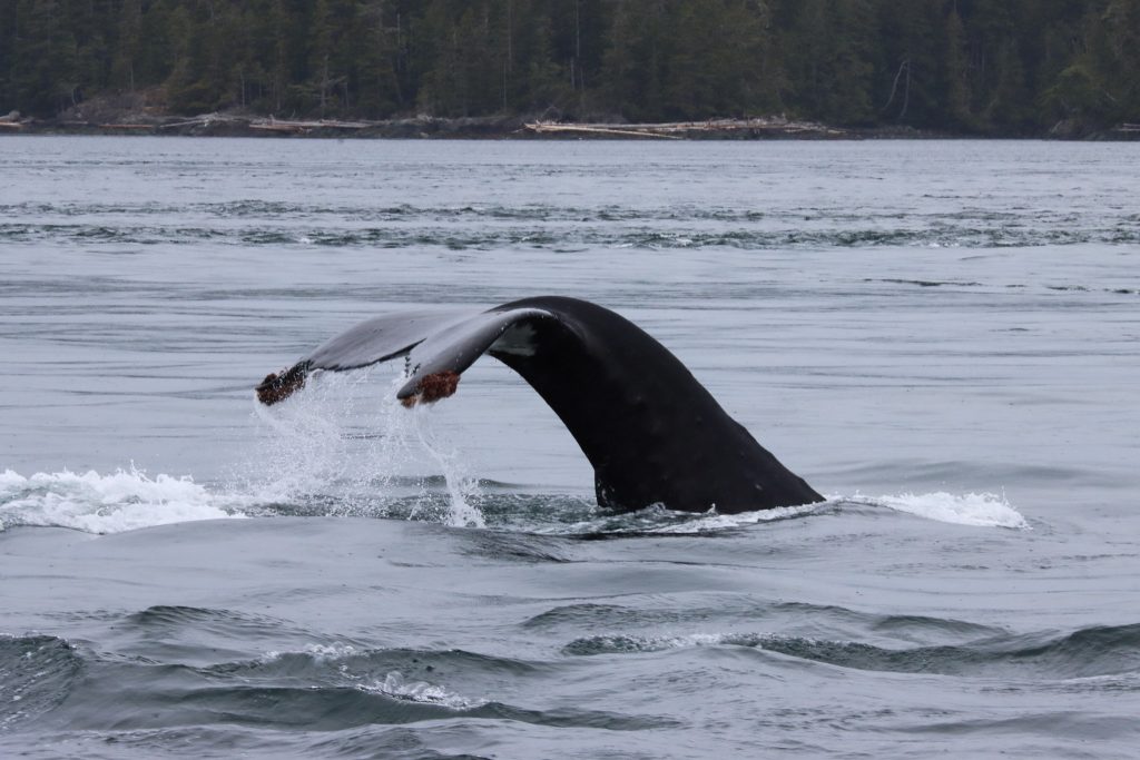 Humpback Whale North Island Kayak
