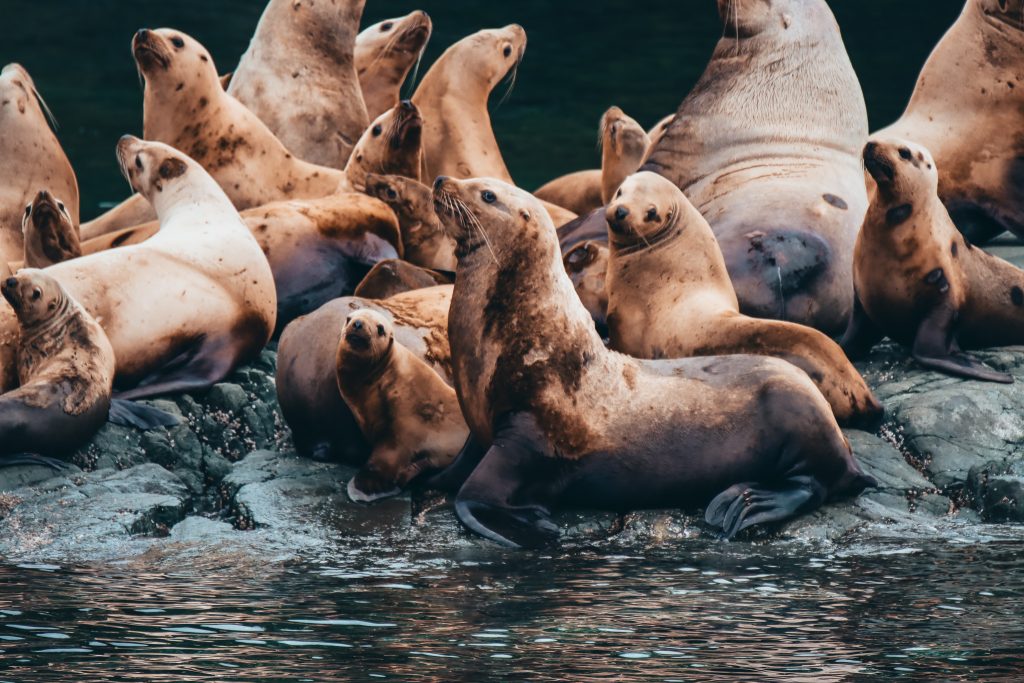 North Island Kayak - steller sea lions