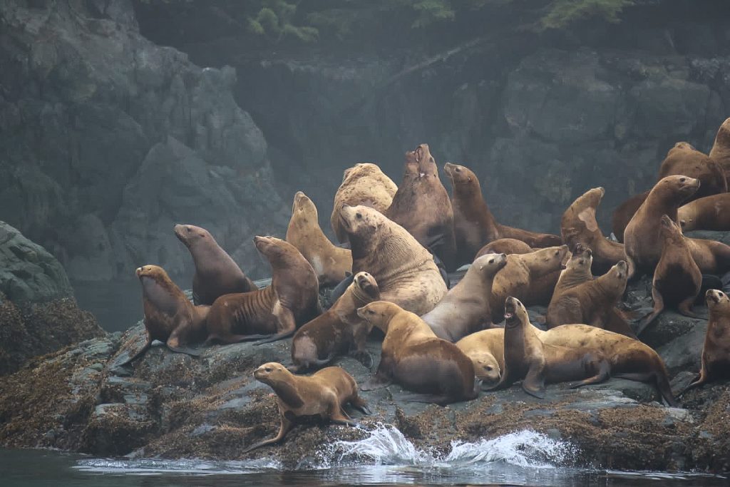 North Island Kayak - steller sea lions
