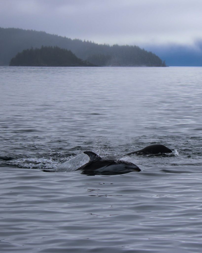 dolphin