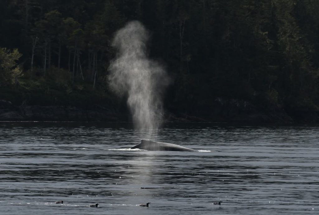 North island kayak - humpback whale