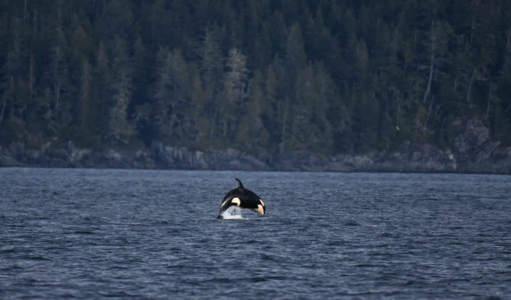 North island kayak - killer whale