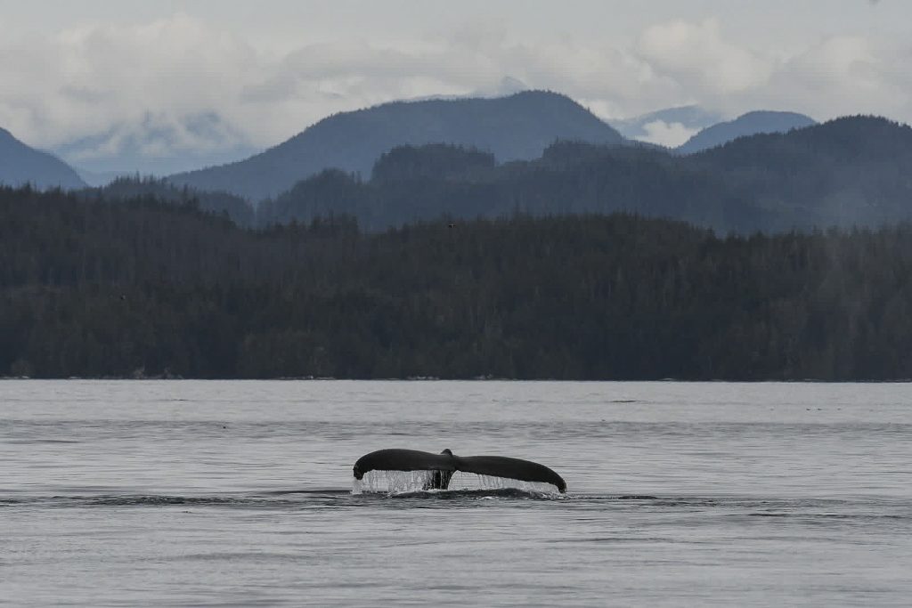 North island kayak - humpback whale