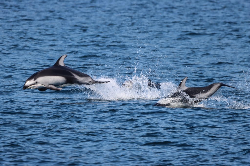 North island kayak - dolphins