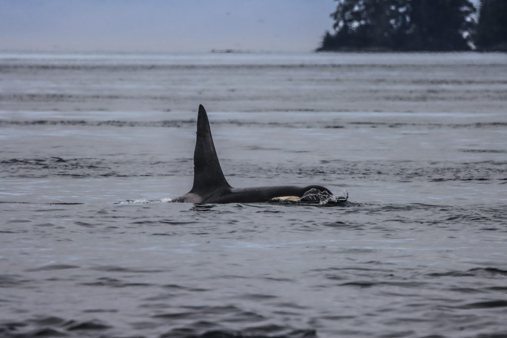 North island kayak - orca