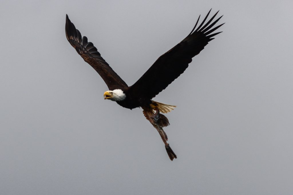 North island kayak bald eagle