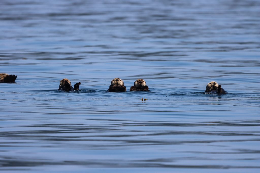 North island kayak otters