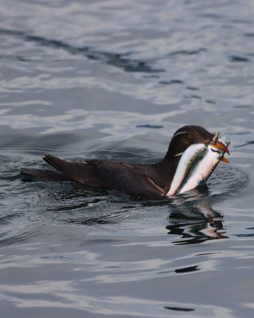rhinocerus auklet