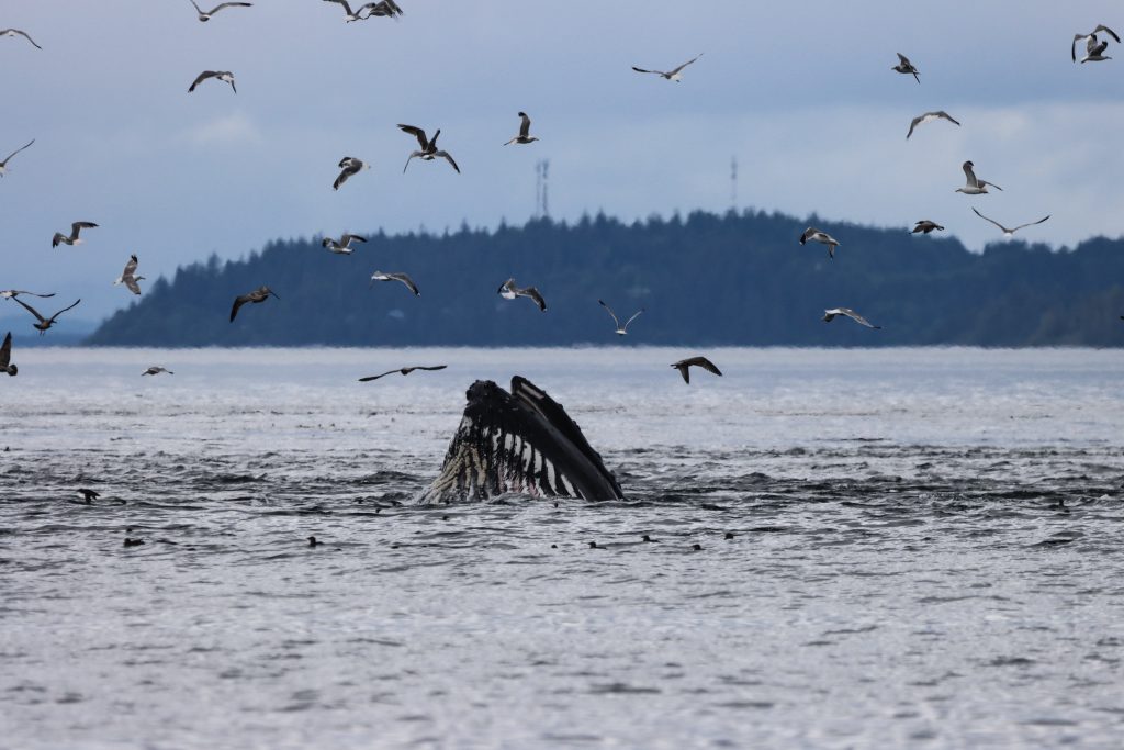 humpback whale lungefeeding