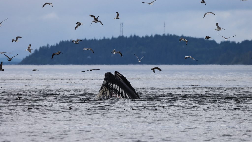 humpback whale lungefeeding