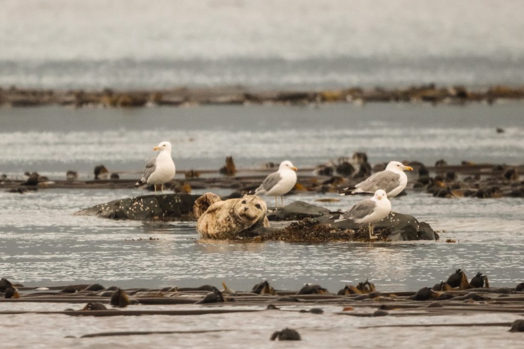 harbour seal north island kayak