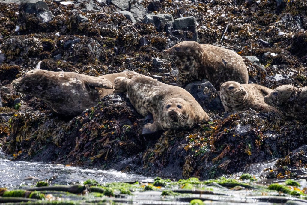 harbour seal north island kayak