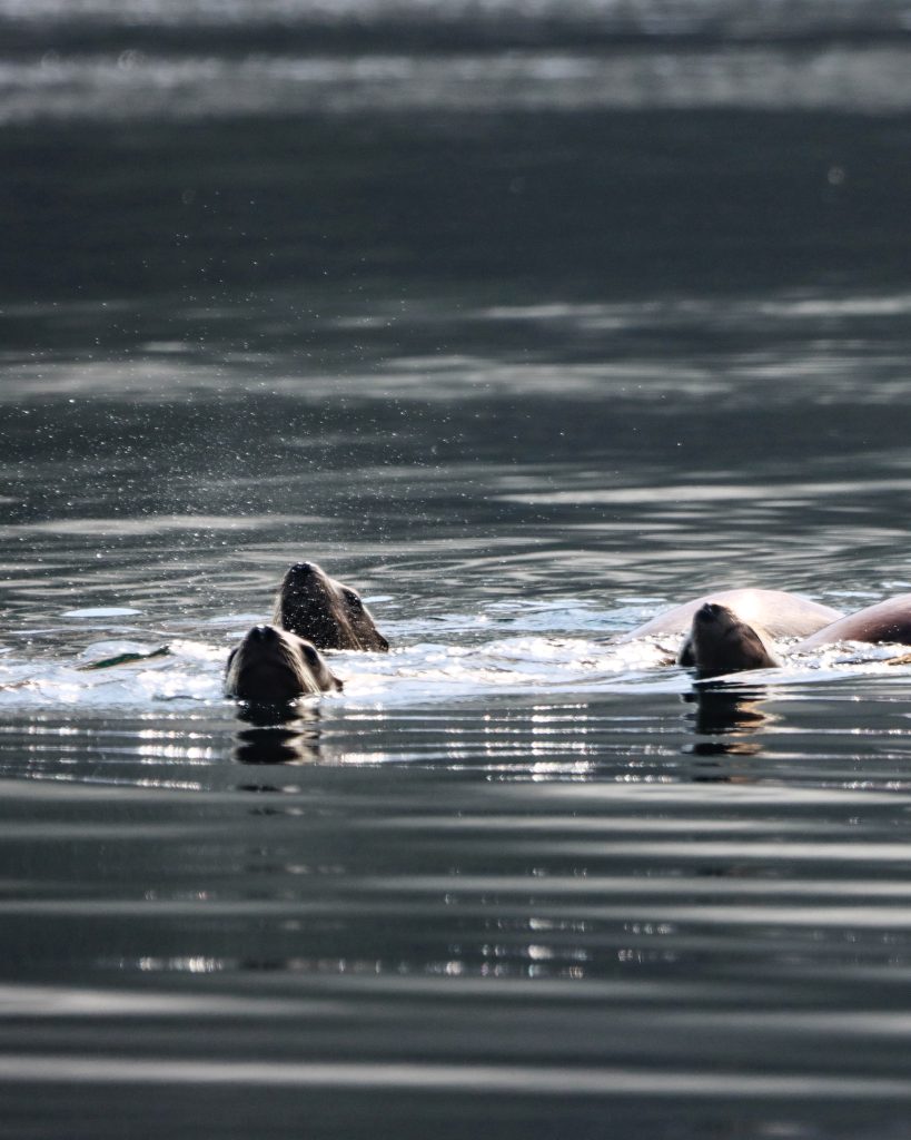 steller sea lions