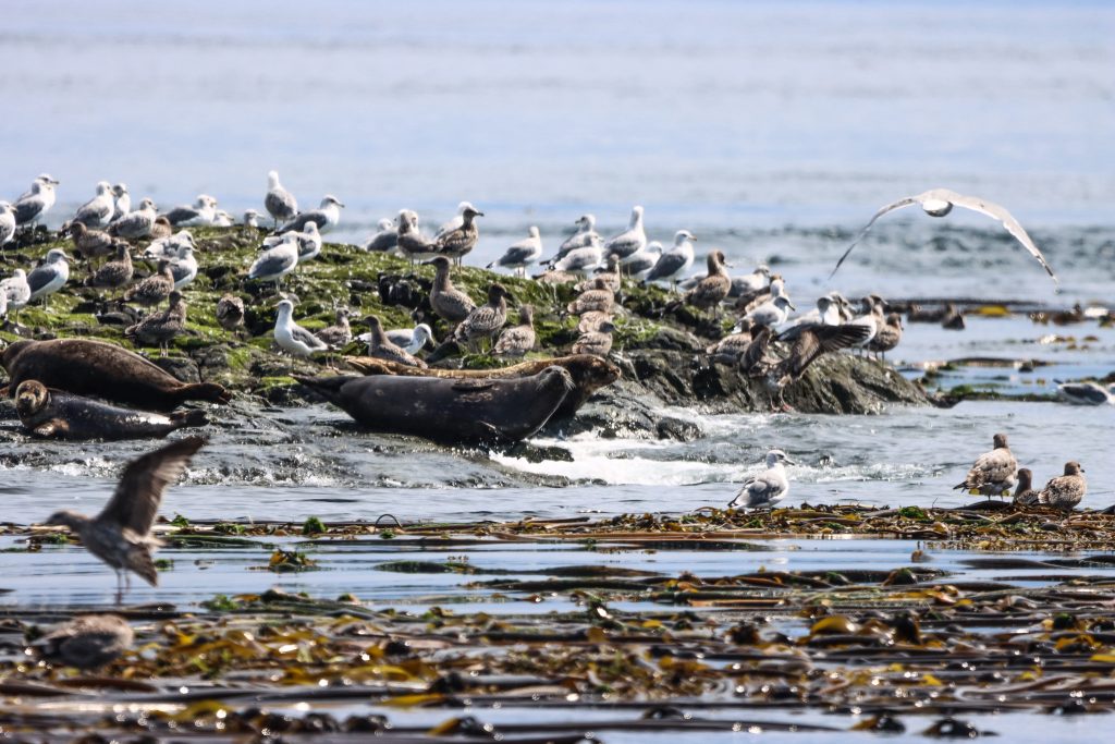 harbour seal north island kayak