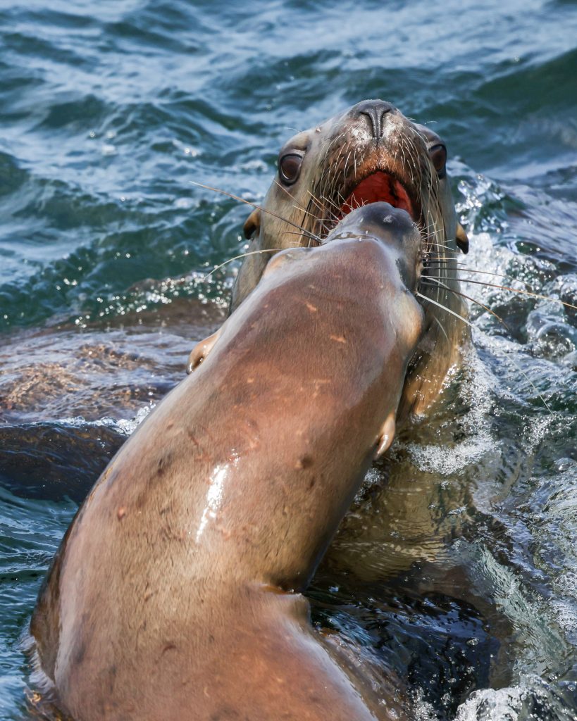 North Island Kayak - steller sea lions