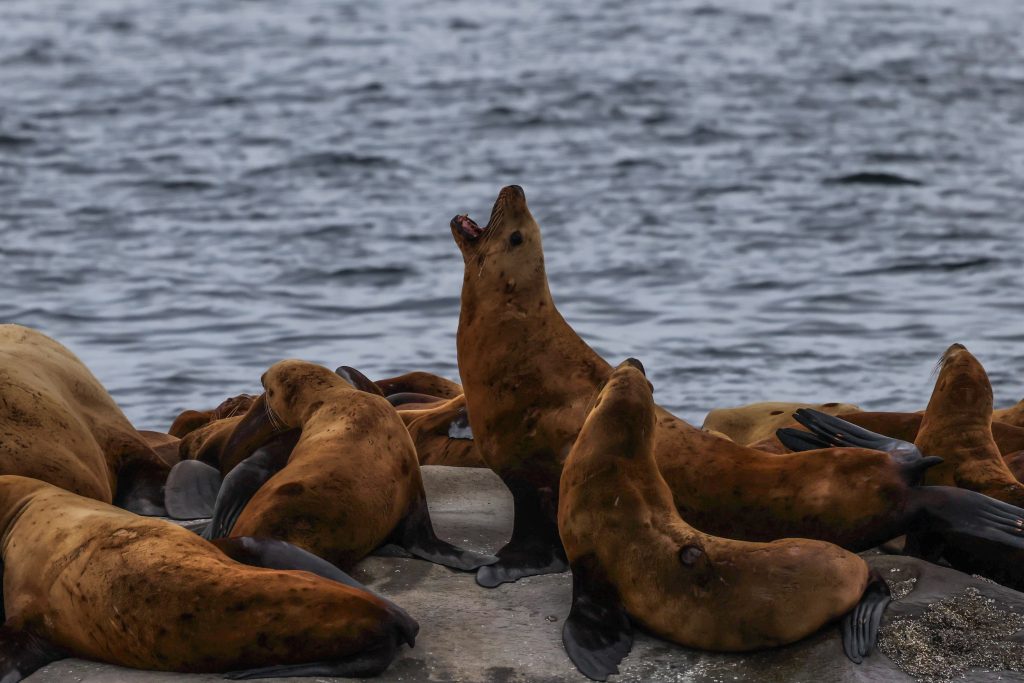 North Island Kayak - steller sea lions