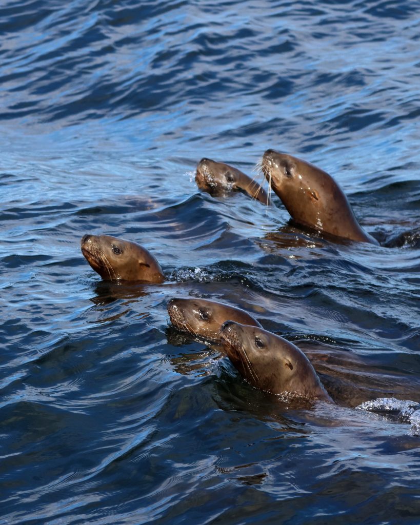 North Island Kayak - steller sea lions