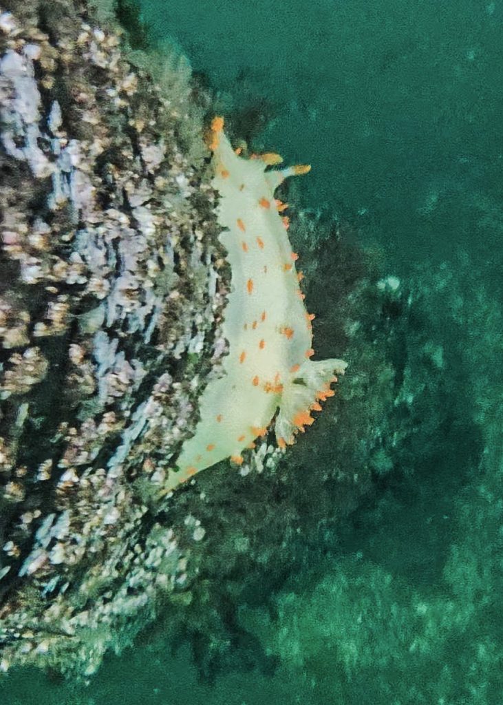 Intertidal zone north island kayak